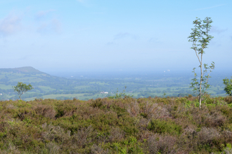 A vast view over a heather glad landscape with farm fields and a large hill in the distance. A small tree stands to the right of the image.