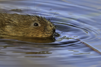 A water vole swims along in a clear pool of water. The water vole has chestnut-brown fur, a blunt, rounded nose, small ears, and a furry tail. It is much bigger than other vole species. Scotland’s water voles often appear darker, with many having a black coat.