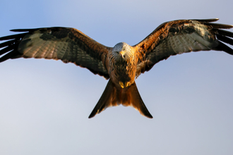 A bird of prey in flight with red/brown feathers and a forked tail. It looks at the viewer with its head cocked to one side. It has white patches of feathers on its underwing and head and a yellow beak with piercing yellow eyes.