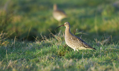 Curlew