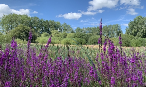 Purple loosestrife in a field lines by trees