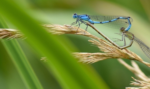 Two damselflies interconnected while sitting on a long strand of golden grass, their bodies form forming a heart shape against a green back ground