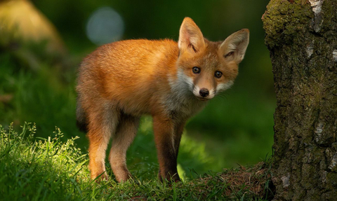 A young red fox with rich red fur and pointy ears peers at the viewer from within a woodland scene. Vibrant green grass and a tree trunk to its right. Soft golden sunlight illuminates the scene,