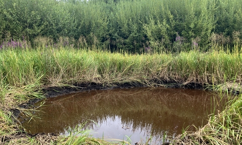 A muddy pond surrounded by lush tall green reeds and grasses in a marsh.