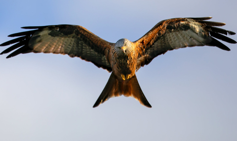 A bird of prey in flight with red/brown feathers and a forked tail. It looks at the viewer with its head cocked to one side. It has white patches of feathers on its underwing and head and a yellow beak with piercing yellow eyes.