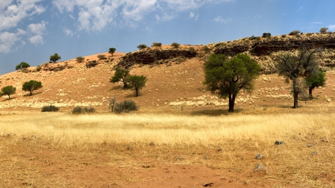 A dessert landscape with a few trees and a blue sky overhead