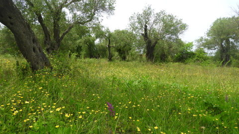 A green pasture with lots of buttercups - small yellow flowers and trees lining the edges of the field