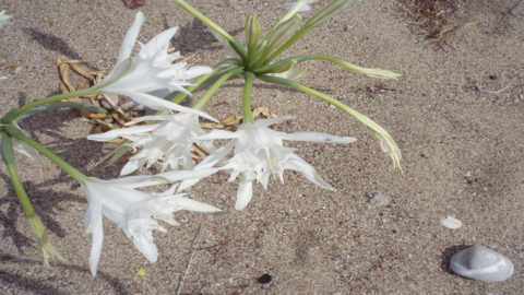 A white flower with thin green stems grows out of sandy dunes near shells. A sea daffodil.