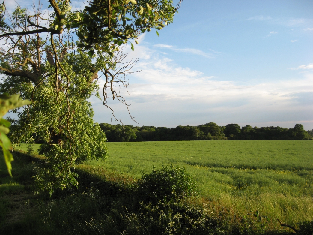 Parrot's Drumble | Staffordshire Wildlife Trust