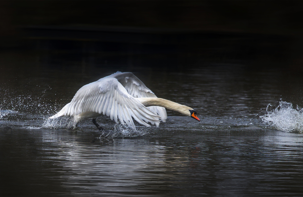 Transforming the Trent Valley | Staffordshire Wildlife Trust