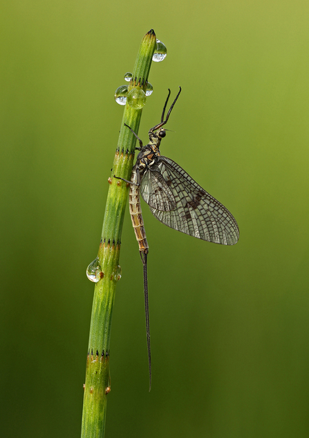 Common Mayfly