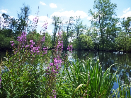 Black Firs & Cranberry Bog - Nature Reserve