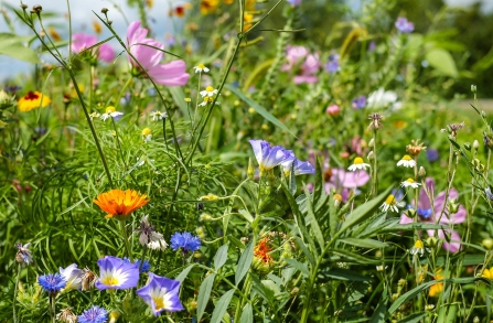 Wildflower meadow