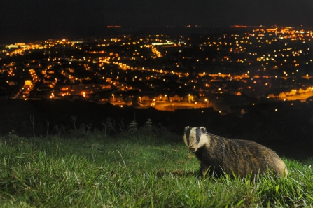 Badger Appeal - please help