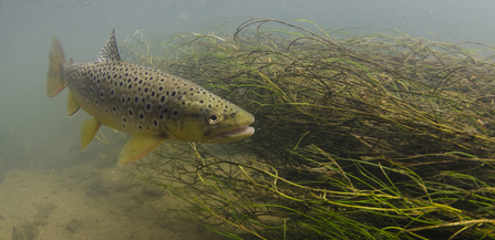 Brown trout