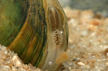 Depressed River Mussel