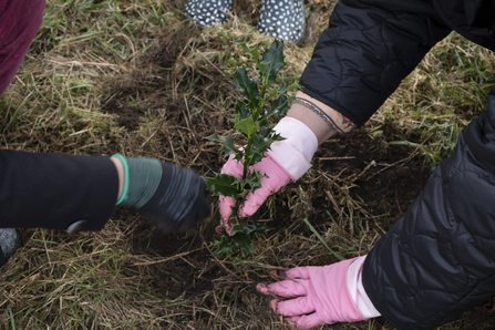 Dr. Bushra Anas plants a holly tree at Branston Leas Nature Reserve