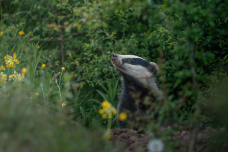 Badger Sniffing - @TOM.ELLIS