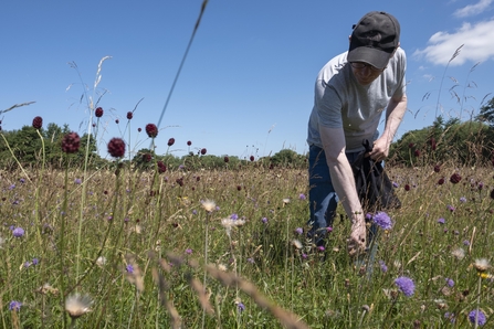 A man in a meadow full of wild flowers gathers seed from the flower heads, a blue sky overhead