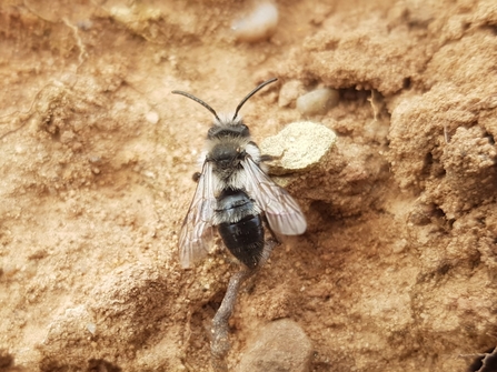 A bee sitting on a sandy surface
