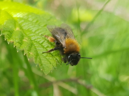 A bee sitting on a green leaf