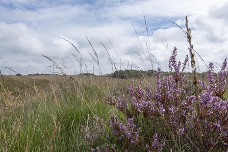 Heather on the moorland on a breezy day