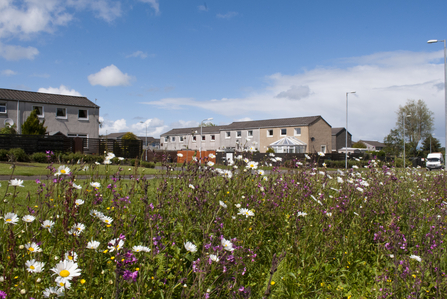 Meadow by houses