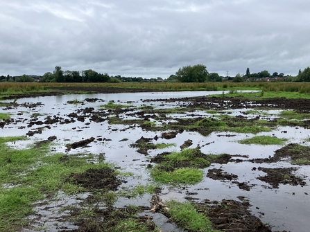 a recently made pond in a wetland begins to hold water in the landscape.