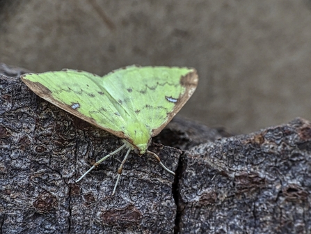 A bright green moth with red/brown edged upper wings resting on wood