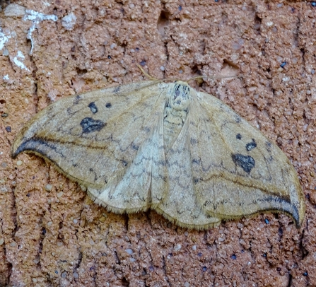 A gingery brown moth with hooked wing ends and dark pebble-like markings on it's upper wing, it sits on a brick 