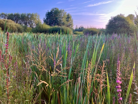 A marsh flowers in the summer