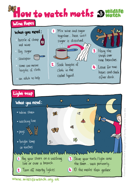 Two step-by-step guides to moth watching with illustrations showing a rope being dipped in wine and a white sheet being hung on a washing line