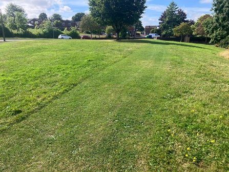 A photo of a grassy area near a suburban road. In the background we can see buildings and a couple vehicles. 