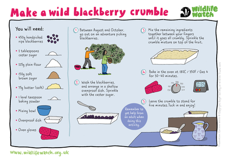 Make a wild blackberry crumble step-by-step guide. You will need: 450g handpicked blackberries, 2 tablespoons caster sugar, 225g plain flour, 150g soft brown sugar, 75g butter (soft), 1 level teaspoon baking powder, mixing bowl, ovenproof dish, oven gloves. 1. go pick some blackberries! 2. Wash them & arrange in a shallow dish, sprinkle with the caster sugar. 3. mix the remaining ingredients together between your fingers until it goes all crumbly, sprinkle on top of the blackberries. 4 bake in the oven 30 m