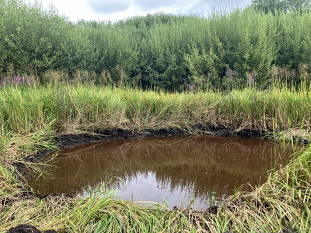 A muddy pond surrounded by lush tall green reeds and grasses in a marsh.