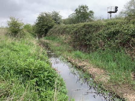 A brook surrounded by lots of vegetation, tall grasses and a hedgerow.