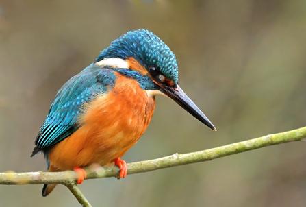 A kingfisher perches on a branch. This bird has a coppery orange breast, bright orange feet, a long black pointed beak, and bright turquoise blue feathers on its head back, and wings.