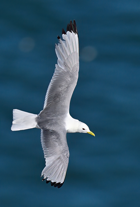 A big gull bird with grey wings and back, black tipped wings, a white head and tail