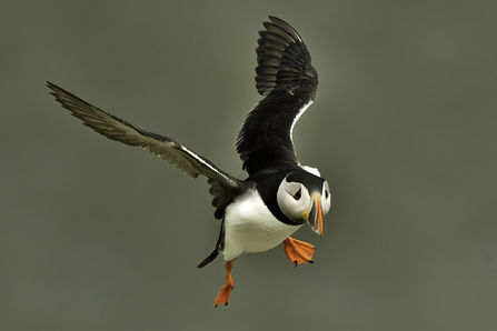 A black winged bird with white underside and distinct black masked face with short orange beak and bright orange feet - it swooped in mid flight