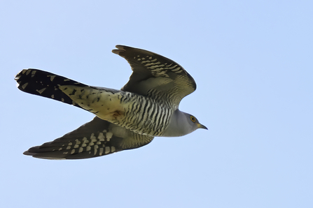 A grey and white striped bird in flight against a blue sky, it's feet are tucked up into its body neatly and it has piercing yellow and black eyes