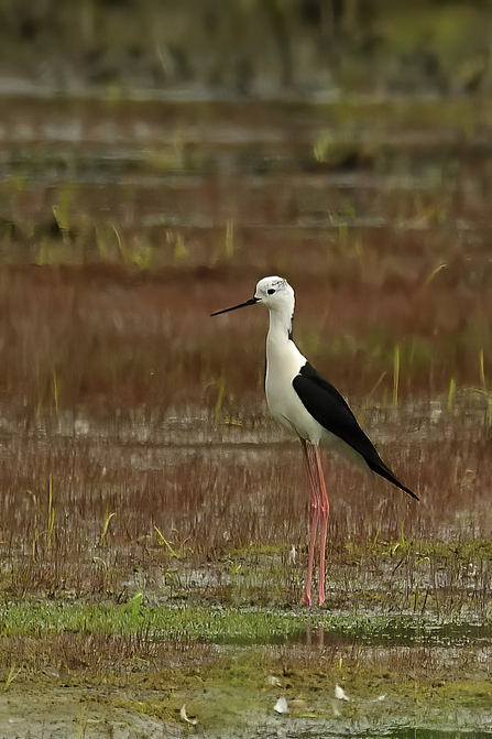 A tall and striking bird with bright pink long legs. It has distinct black wings and thin narrow bill, with a white chest, head and body. It stands in a wetland environment