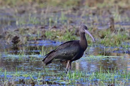 A large black sleek bird with a long curved dark bill and dark legs standing in a wetland environment