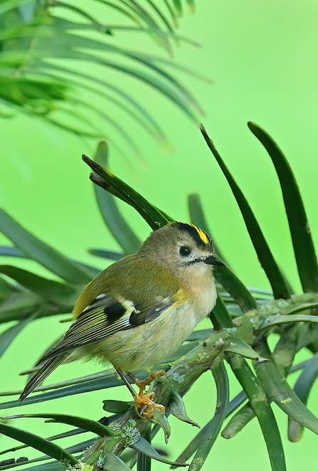 A small round bird with a bright yellow streak on top of its head bordered by black stripes. Its main body colour is beige/green and its perched on a thin branch in a tree with a green background.