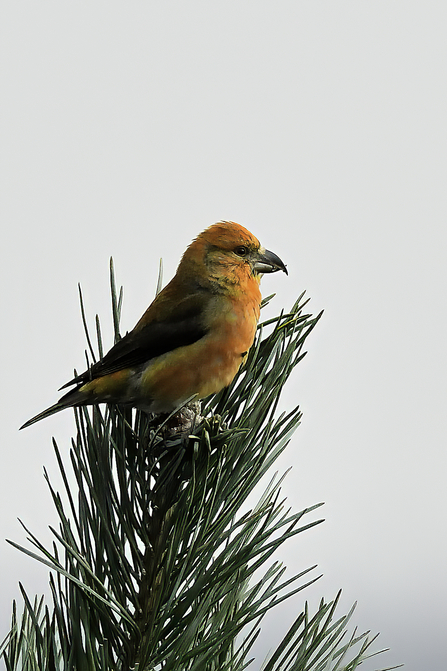 A bright orange bird with a dark brown wing and a large thick set curved beak perched at the top of a tree