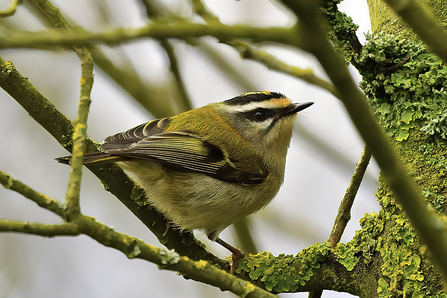 A small brightly marked bird with a orange/black head and striped grey/gold wings - it sits perched in a tree