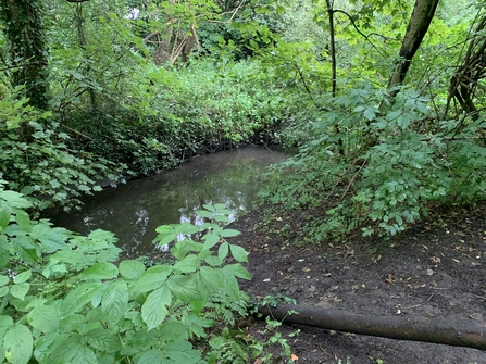 A view of a woodland brook surrounded by dense foliage.