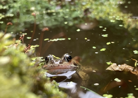 A frog peeks out from a pond among green pond plants 