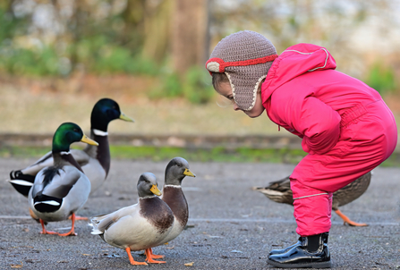 A small girl in outdoor clothes, rain boots, and a knit hat eagerly observes a group of ducks walking in front of her.