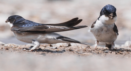 House martin