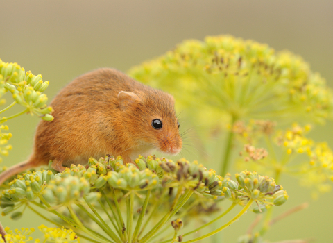 Harvest mouse